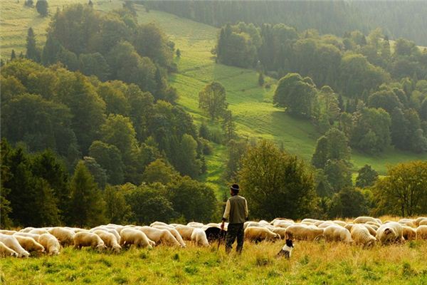 梦见牧羊人_周公解梦梦到牧羊人是什么意思_做梦梦见牧羊人好不好