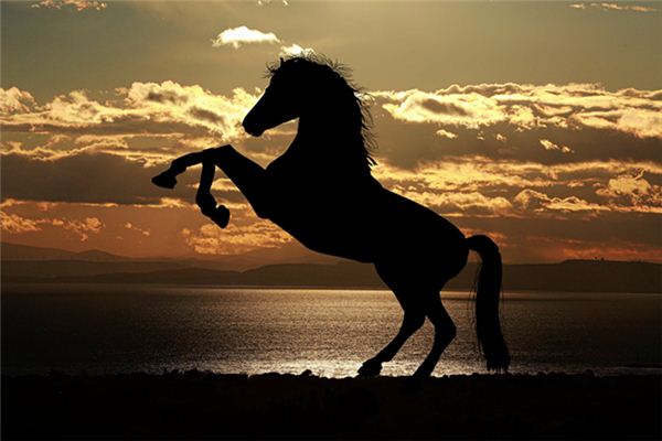 梦见骑黑马是什么意思