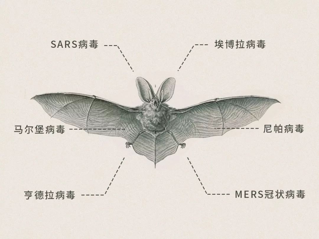 从代表“福”到代表“毒”，蝙蝠是如何成为疫情祸首的
