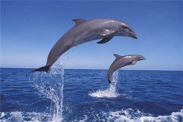 梦见海豚：海豚跳跃，升职在望