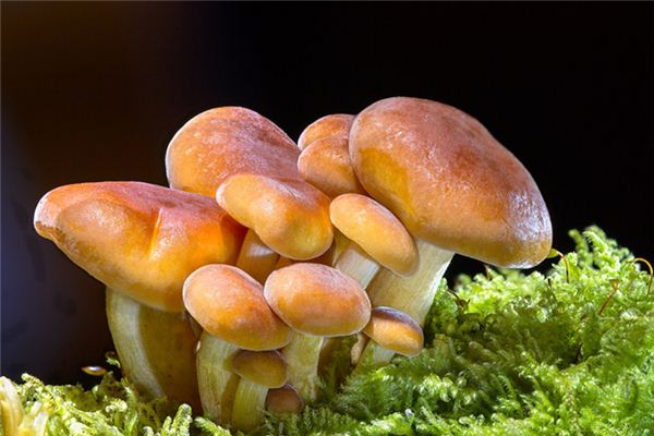 梦见买蘑菇是什么意思