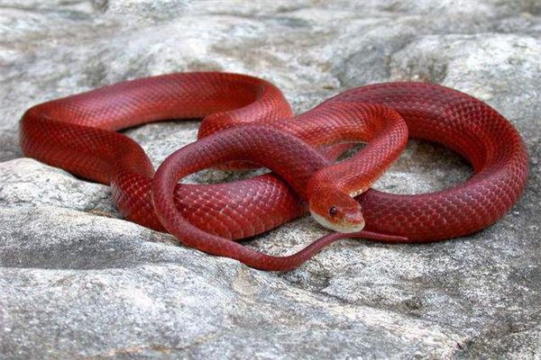 梦见很多条红色的蛇