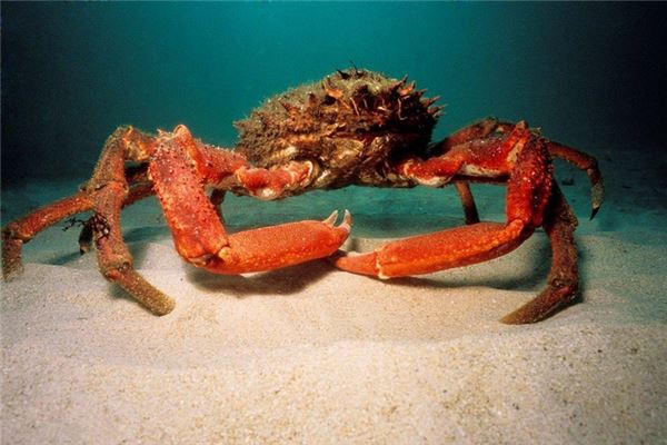 梦见螃蟹是什么意思？