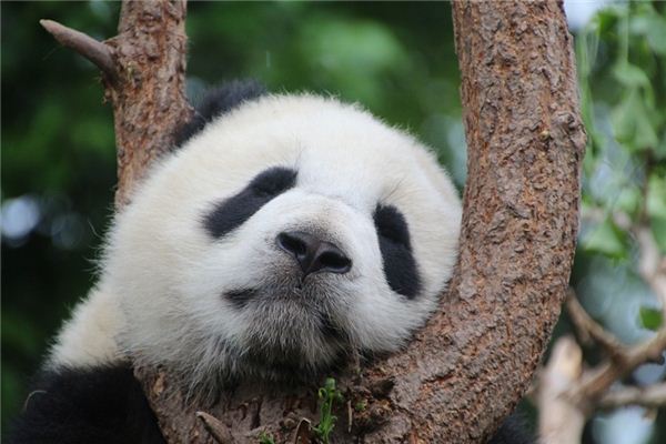梦见熊猫_周公解梦梦到熊猫是什么意思_做梦梦见熊猫好不好