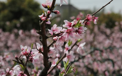 家里种什么树催桃花什么植物可以催桃花