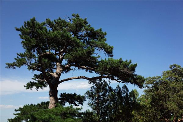 梦见松树：屋内生松，长寿安康