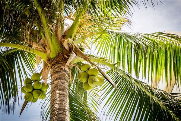 梦见椰子树是什么意思