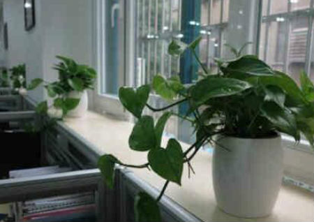 办公室养植物风水