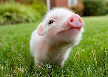 属猪过年出生的人是什么命，属猪正月初一出生的命运