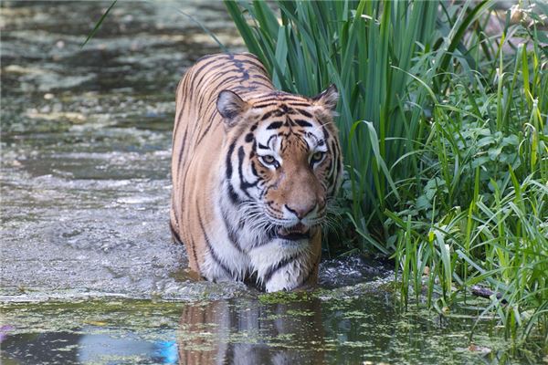 1974年 这是一只属虎的的一生中的幸运——它是一只属虎的
