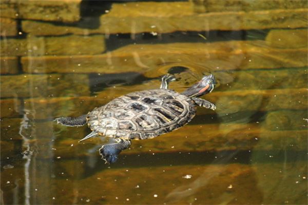 养龟对风水的影响