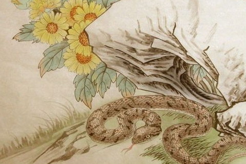 属蛇哪个月份出生最好桃花运 属蛇生在几月桃花好