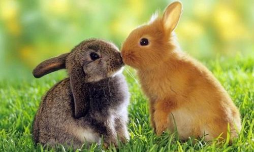 生肖兔的幸运颜色和数字是什么？