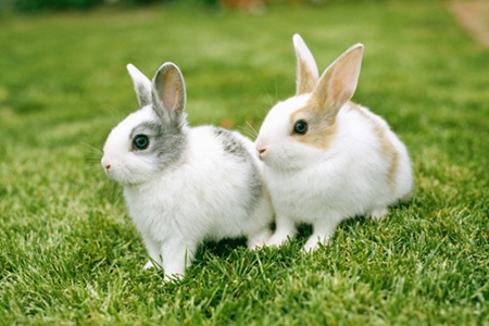 梦见兔子是什么意思 它代表财运降临吗