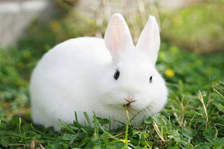 梦见兔子是什么意思 它代表财运降临吗
