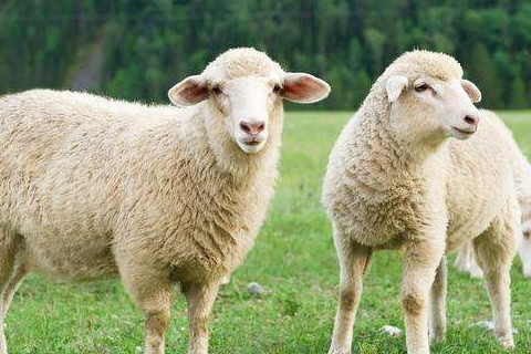 生肖属羊B型血人的性格特征分析
