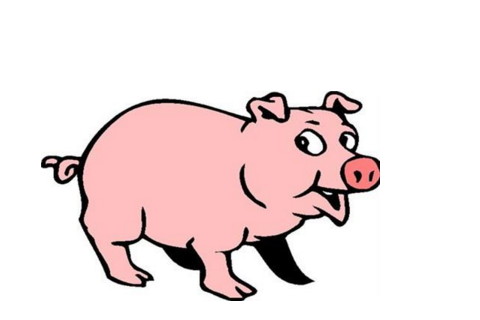 生肖属猪B型血人的性格特征分析