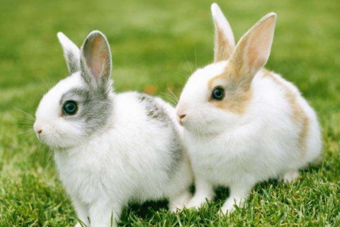属兔的农历六月是什么命